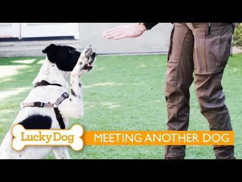 How to Train Your Dog to Wave 'Bye' and Greet Another Dog (Part 2) | Lucky Dog w/ Eric and Rashi