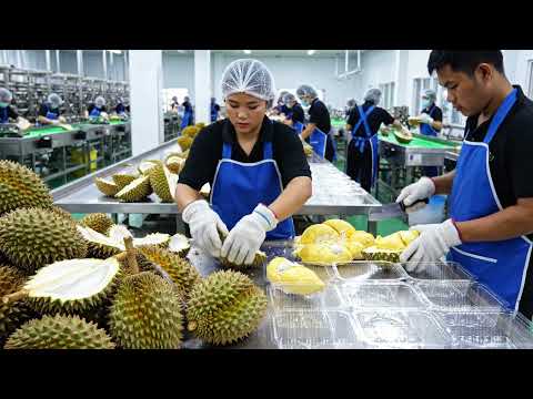 Inside the Giant Durian Factory | How Durian Becomes Creamy Custard