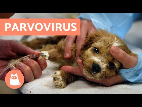 PARVOVIRUS IN DOGS - Symptoms and treatment