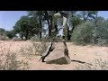 Honey Badger From The Gods Must Be Crazy II