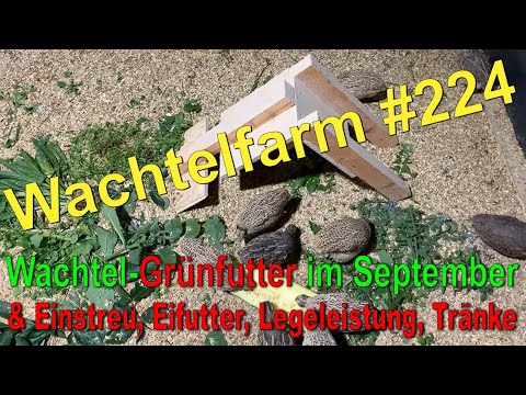 Grünfutter für Wachteln im September + Eifutter, Einstreu, Legeleistung im Herbst - Wachtelfarm #224