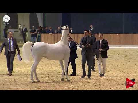 N.55 MAYASAH AL NAIF - SEWC 2018 - Senior Mares (Class 3B)