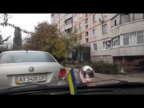 Cat poleciał, śmieszne kot