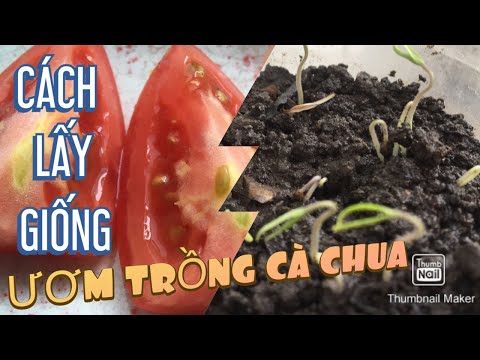 , title : 'Cà chua / cách lấy giống ươm trồng cà chua đơn giản nhất / tomato'