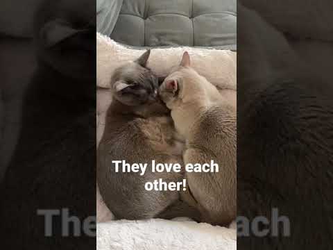 They take care of each other :) | Burmese Cats | Gracie and Birdie