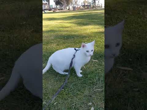 White van Kedisi cat all day play in the park #catvideos