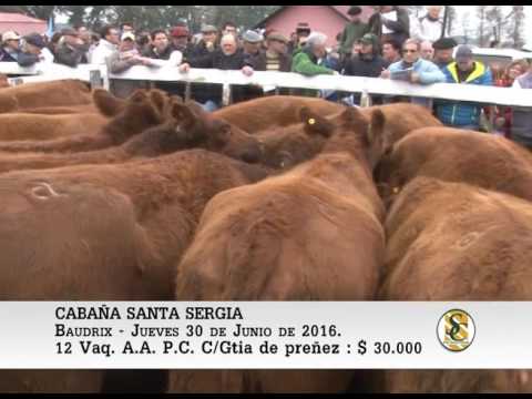 30-06-16 - VENTA DE VAQUILLONAS PREÑADAS - CABAÑA SANTA SERGIA
