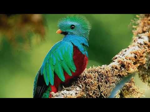 Pajarillo De Verdes - Jilguero Del Huascaran
