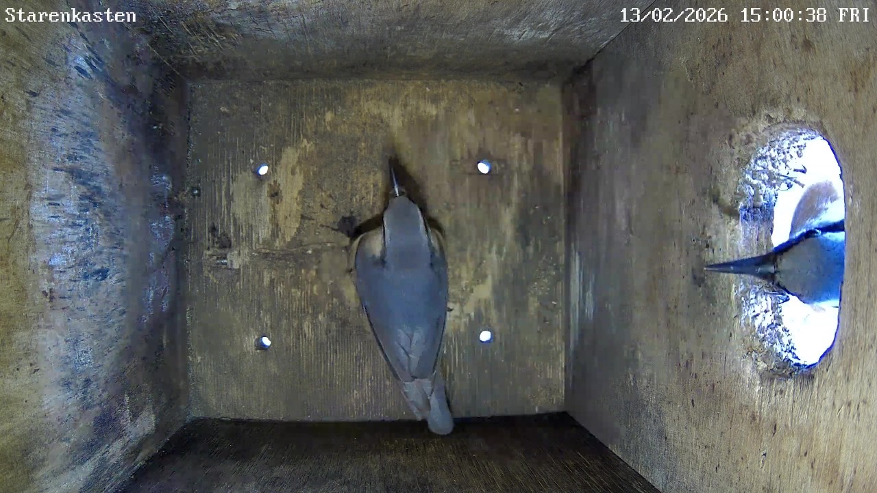 Kleiber inspizieren den Starenkasten! 13.02.2026