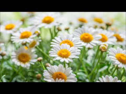 The scientist - Coldplay cover by Damiano. B