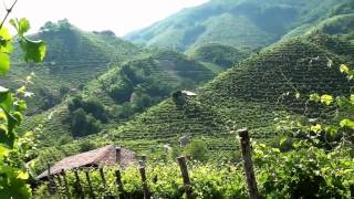 preview picture of video 'Valdobbiadene - Tra le colline del Prosecco'
