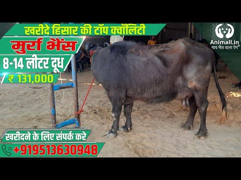 Black murrah buffalo