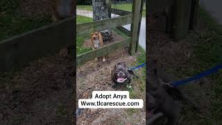 Video preview image #1 Free-Lance Bulldog Puppy For Sale in Cape May, NJ, USA