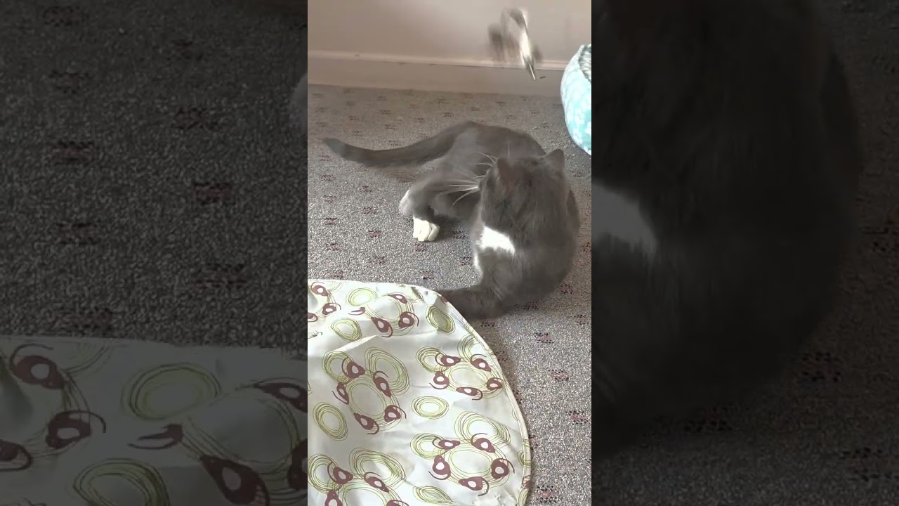 Enlarge Earl Grey, an adoptable Domestic Short Hair in Macomb Twp, MI video 2/6