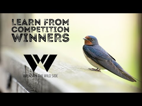 , title : 'Lessons from the winners of Wildlife Photographer Of The Year'