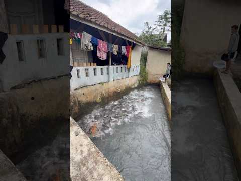 Pemuda sukses budidaya ikan mas jumbo didepan rumah #ikanmas #shorts
