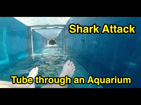 Shark Attack : Tube through an Aquarium : Atlantis The Palm in Dubai