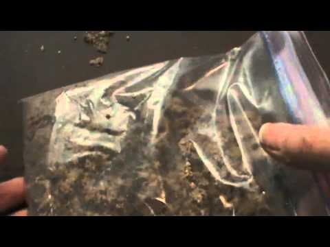download lagu mp3 mp4 Quince Seeds, download lagu Quince Seeds gratis, unduh video klip Download Quince Seeds Mp3 dan Mp4 Full Gratis