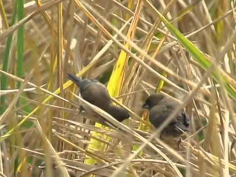 Mníška hnedochrbtá (Lonchura leucogastroides) — video o speve a chove