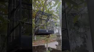 Download lagu #burungkicau #kacer pancing dengan Pluit anak anak mp3 Download lagu #burungkicau #kacer pancing dengan Pluit anak anak mp3