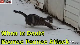 Tigger Mr Shop Cat enjoys his first hilarious snow experience