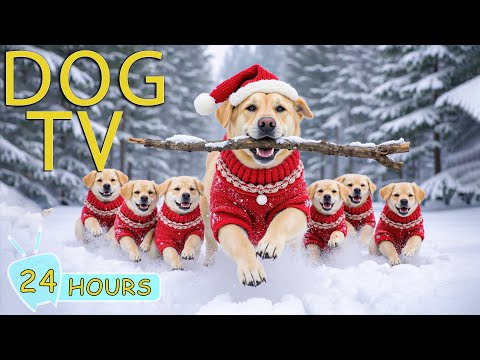 DOG TV: Videos Prevent Boredom with Soothing Music for Dogs When Home Alone - Happy Music for Dogs