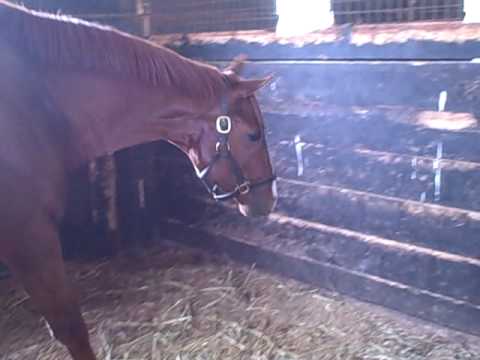 Canadian Kitten meets Rocket