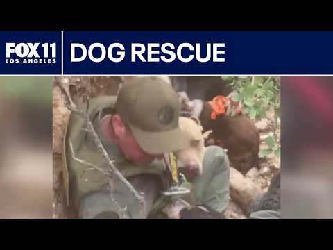 FOX 11's Tony Buttitta dog rescue in Santa Clarita