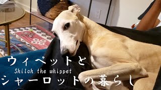 ウィペットと過ごす週末