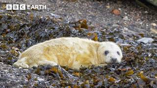 Baby Seals Discovered on Abandoned Scottish Island | The Travel Edit