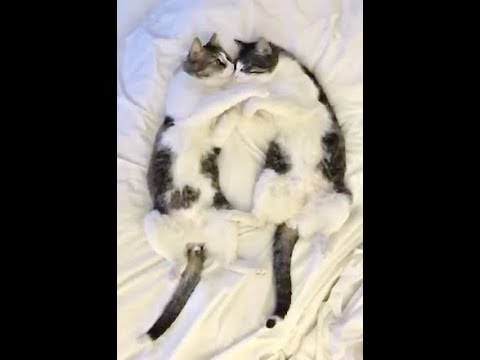 How to Wake Up from a Cat Nap