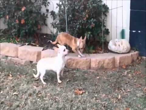 Meet Gordon a Chihuahua Short Coat currently available for adoption at Petango.com! 11/21/2014 1:23