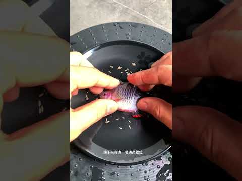 Voici comment sont élevés les poissons combattants siamois !🍀🍀