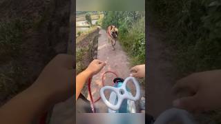 Download lagu naek anjing ternyata ga enak‼️ mp3