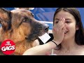 Les 40 Meilleurs Gags De Chien Juste Pour Rire Les Gags