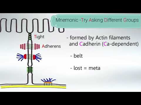 Epithelial cell junctions