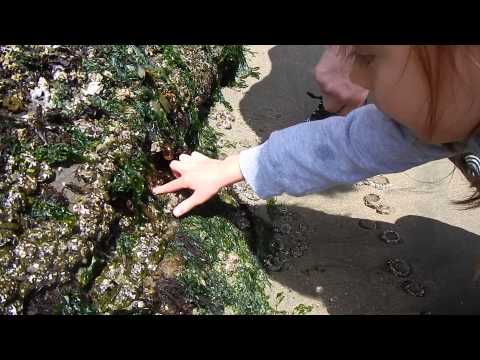 Otter Rock Beach en enemies squirt