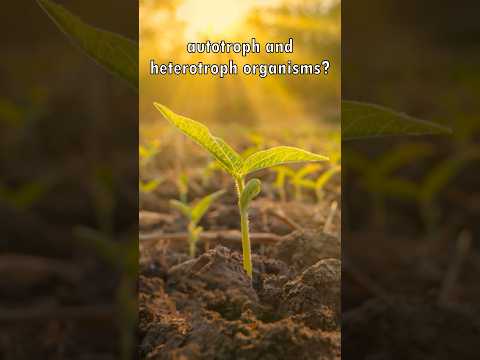 Autotroph and Heterotroph Organisms Explained 🌿🦦