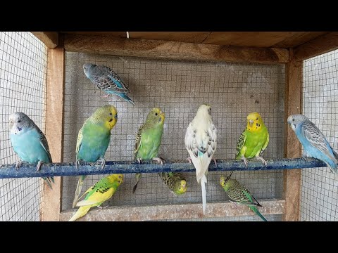4 Hours of Budgie Sounds – Singing, Playing & Talking Parakeets for Relaxation & Enjoyment