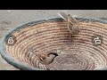 Home Birds Chirping Eating Myna Sparrow Calm Tv