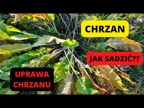 Growing horseradish How to get horseradish seedlings How to plant horseradish Planting horseradis...