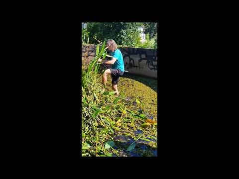 Recue of a Genet and Cat from a water reservoir