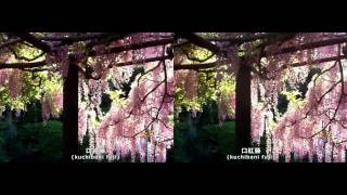 preview picture of video '[3D]子安地蔵寺の藤 (a wisteria gardens. in koyasu jizo temple,wakayama,Japan)'