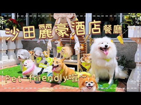 放狗好去處🐙｜沙田麗豪酒店餐廳Pet-friendly啦！！！​⁠@big_dog_channel