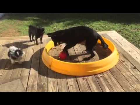 Moo - Timber - Angus