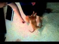 Video 2010 10 10 22 53 41
