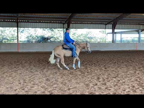 In Like Flinn 3 yr old gelding