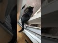 Oops Tuxedo Cat Tail Caught Inside