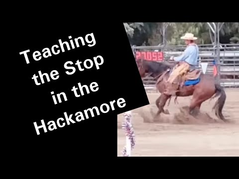 Teaching your horse to Stop in the Hackamore