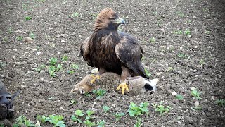 Golden Eagles | UK [Season #3] Part 1. Spectacular catches!